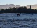 Cavalo pastando nos campos gelados.
